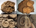 Аммонит Dactylioceras athleticum