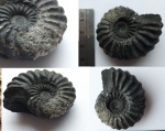 Аммонит Eubranoceras