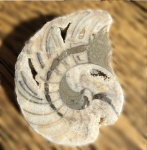 Cymatoceras sp.