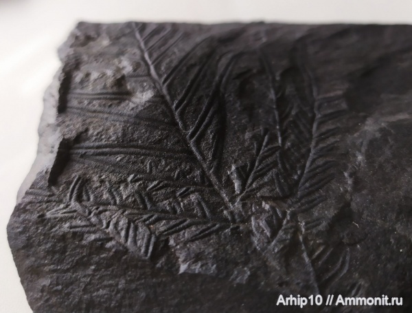 Alethopteris - Carboniferous fossils