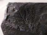 Alethopteris - Carboniferous fossils