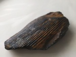Calamites Carboniferous fossils