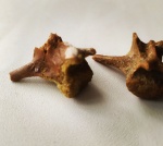 Hypolagus -  Neogene fossils