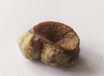 Рыбы миоцен