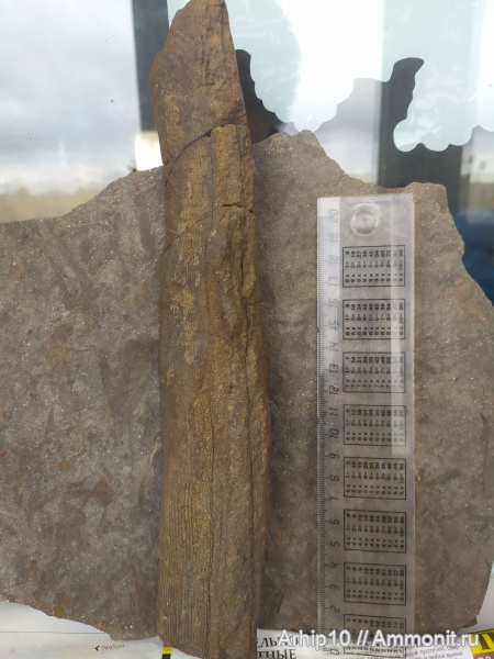 Calamites