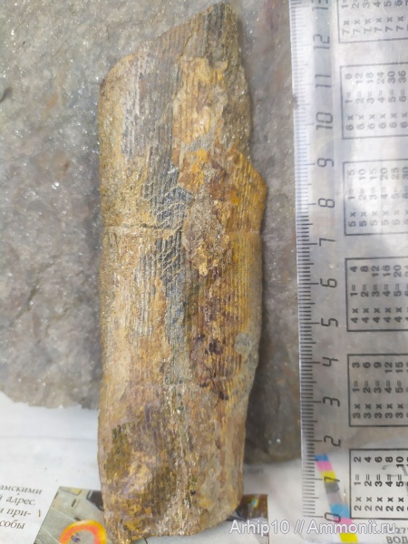 Calamites