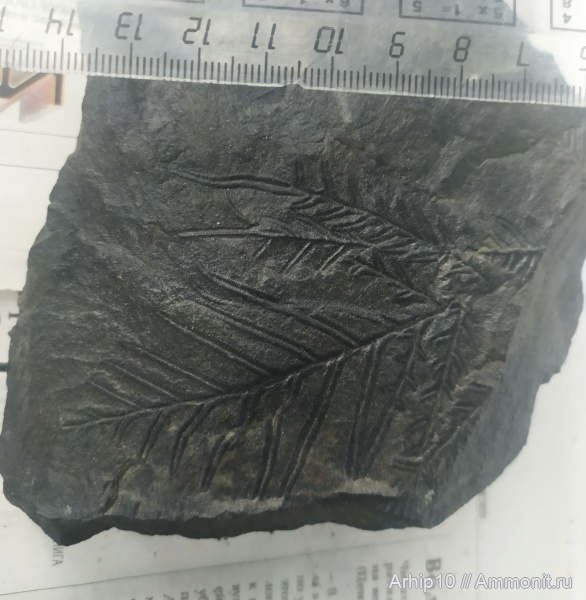 Alethopteris