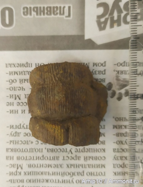 Calamites, Хвощевые