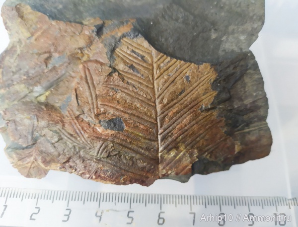 Carboniferous, Alethopteris