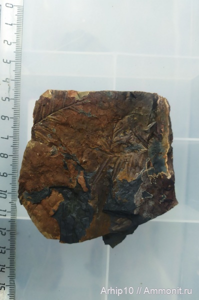 Alethopteris