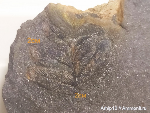 Neuropteris
