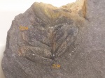Neuropteris