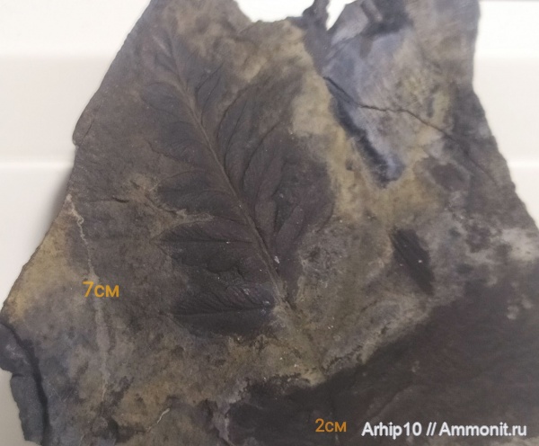 Mariopteris