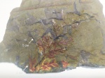 Mariopteris muricata