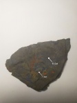 Neuropteris