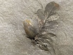 Лист Neuropteris (жилки)