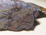 Интересный папоротник- neuropteris (???)