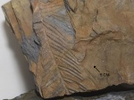 Alethopteris