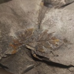 Mariopteris