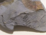 Pecopteris