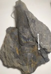 Calamites sp.