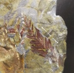 Neuropteris