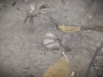 Sphenophyllum?