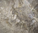 Mariopteris.