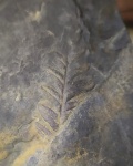 Mariopteris