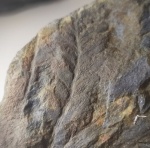 ? Mariopteris?
