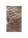 Lepidodendron.