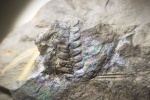 Pecopteris