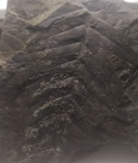 Neuropteris " Мечта" позитив