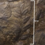 Mariopteris