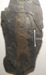 Calamites (cistii Brongn?)