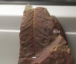Alethopteris.