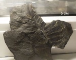 Neuropteris sp.