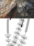 Sphenophyllum
