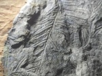 Alethopteris близко.