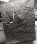 Alethopteris с рахисом.