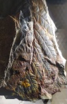 Mariopteris