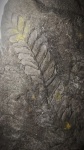 Очень длинная веточка Neuropteris'a
