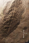 Neuropteris.