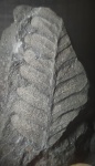 Neuropteris?