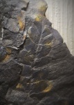 Neuropteris