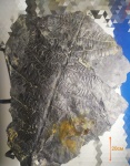 Alethopteris Grandini