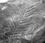 Alethopteris lochnitica