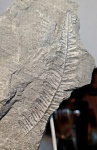 Алетоптерис Грандини.
