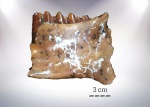 Фрагмент челюсти hypolagus'a