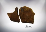 2 челюсть hypolagus'a